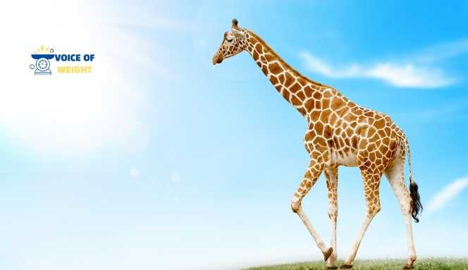25 Common Things That Weigh One Ton with Images 10 Things That Weigh One Ton